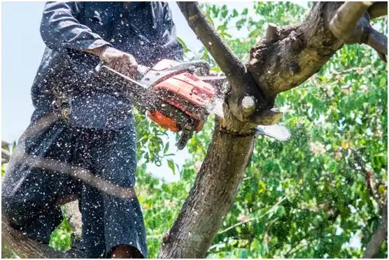 tree services Bunker Hill
